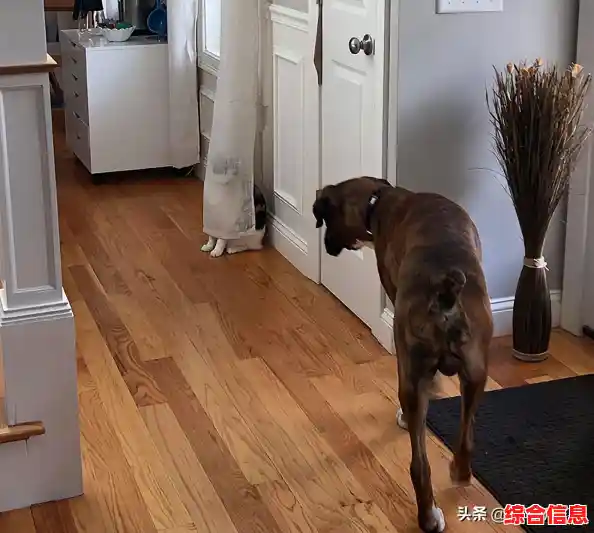 想体验躲藏与寻找的欢乐竞技？躲猫猫大乱斗》等你来挑战！