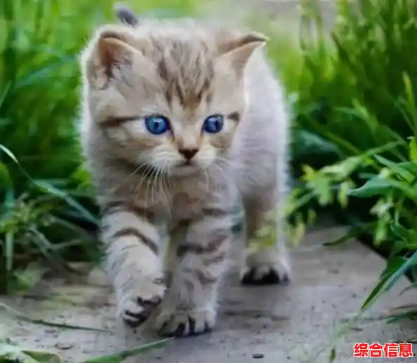 空手道猫咪(Karatecat)难道你不想体验这款刺激的猫咪格斗闯关游戏吗？