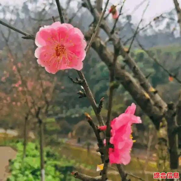 自己动手重装Windows 11系统：详细教学助你顺利完成系统重装