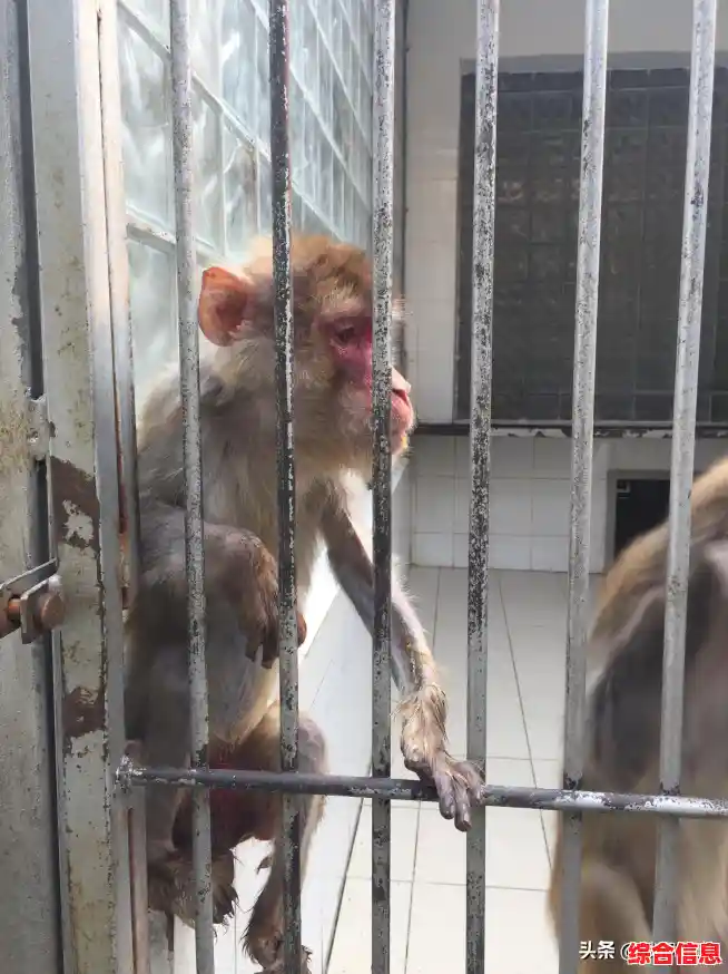 谁能逃出这个危机四伏的动物园？畸形动物园手机版》你敢玩吗？