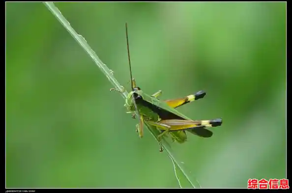 狩猎、建造、探索—饥荒巨人国手机版》的乐趣你不想尝试吗？