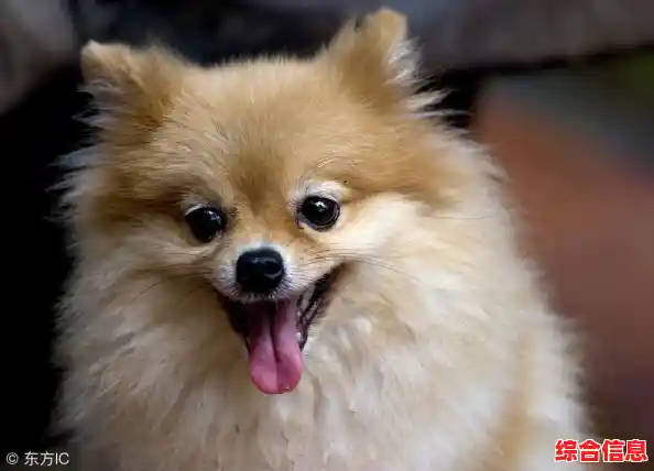 Windows 11窗口异常消失？实用修复方案与排查技巧