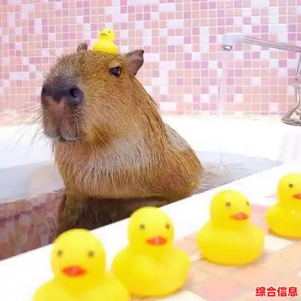 给可爱水豚喂食洗澡的日常,你确定不试试《水豚先生》 给可爱水豚喂食洗澡的日常,你确定不试试《水豚先生》