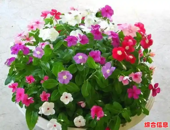 一览苹果15手机官方定价及丰富颜色选择，附精美图片