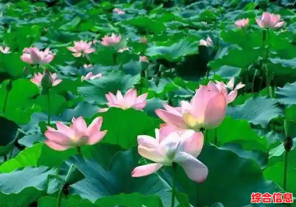 想拥有自己的掌上农场？qq农场手机版满足你对田园生活的所有幻想！