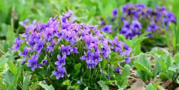 《植物大战僵尸1》老版本竟然还有大胡子模式,你确定不来重温经典? 《植物大战僵尸1》老版本竟然还有大胡子模式,你确定不来重温经典?