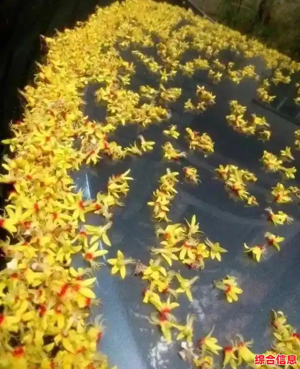 可爱小狗的星星冒险,你准备好解开《星径》的谜题了吗? 可爱小狗的星星冒险,你准备好解开《星径》的谜题了吗?