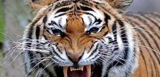 还在犹豫?空闲老虎模拟器》带你感受野性自由的猎食之旅! 还在犹豫?空闲老虎模拟器》带你感受野性自由的猎食之旅!