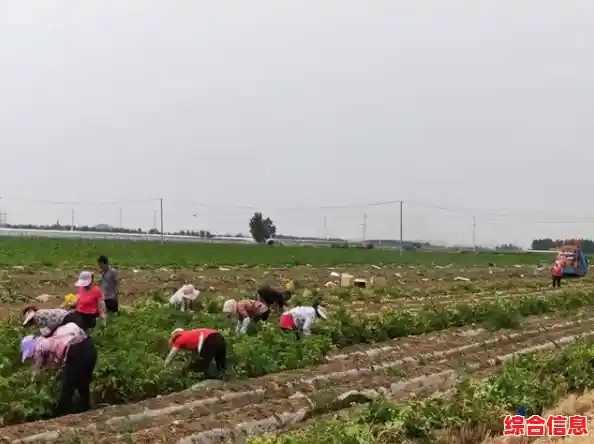 智能农业管理平台土豆系统,实现精准种植与智慧决策 智能农业管理平台土豆系统,实现精准种植与智慧决策