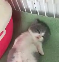 找不到调皮的小猫咪?我的猫咪在哪儿》助你一臂之力! 找不到调皮的小猫咪?我的猫咪在哪儿》助你一臂之力!