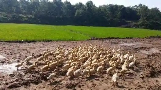 想要种植、养殖、经营一应俱全?可可谷农场冒险让你轻松当农场主! 想要种植、养殖、经营一应俱全?可可谷农场冒险让你轻松当农场主!