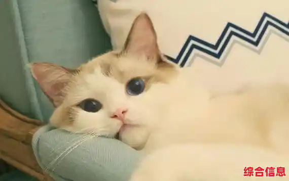 喜欢模拟经营?成为一只猫》带你感受猫咪的日常,互动、探索两不误! 喜欢模拟经营?成为一只猫》带你感受猫咪的日常,互动、探索两不误!