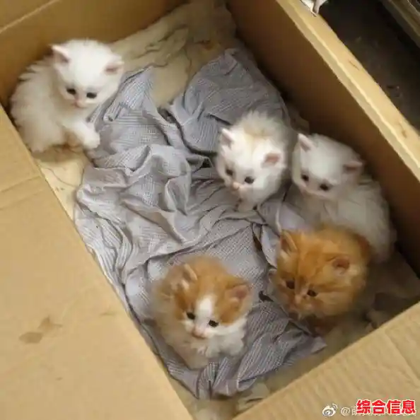 喜欢模拟经营?成为一只猫》带你感受猫咪的日常,互动、探索两不误! 喜欢模拟经营?成为一只猫》带你感受猫咪的日常,互动、探索两不误!